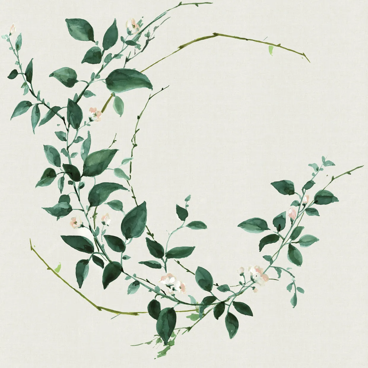 Delicate Vine